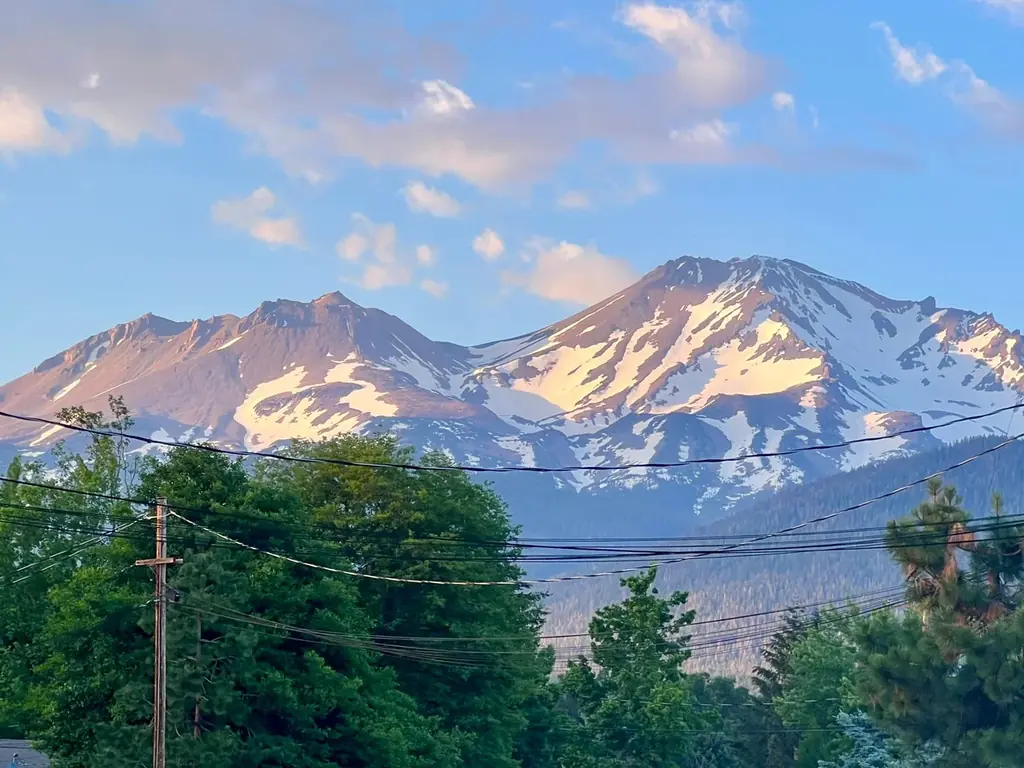 Mt. Shasta glowing pink at sunset above trees