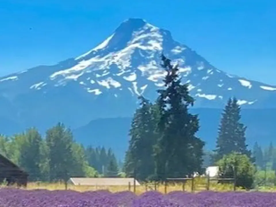 Mt. Hood rising above evergreens and a lavender field